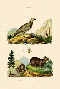 サルデーニャピカ、1833-39 作： French School